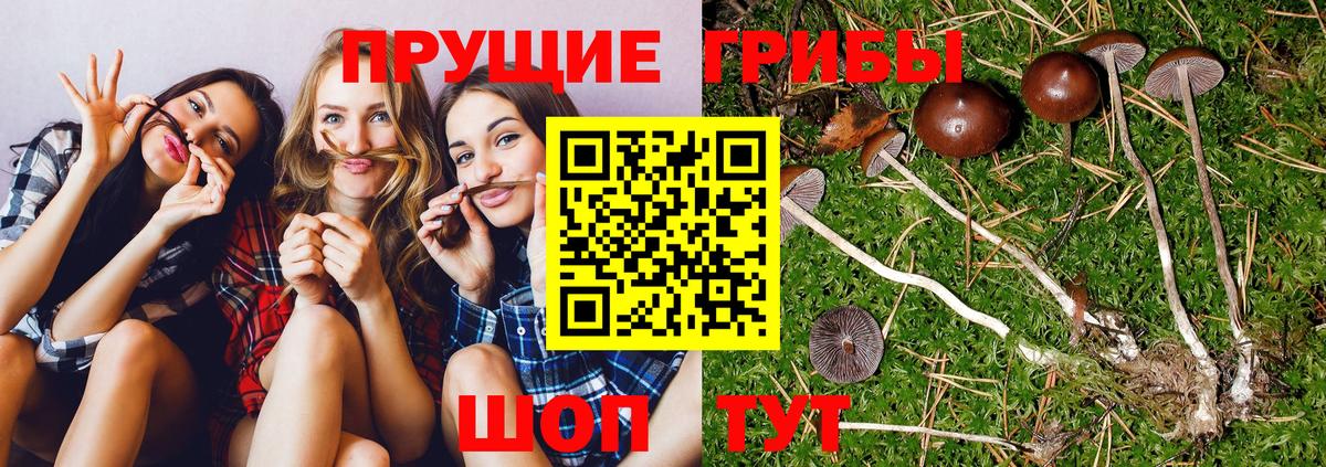 наркота  Галлюциногенные грибы Cubensis  Советск  Вход с VPN  Псилоцибиновые грибы GOLDEN TEACHER 